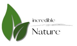 WordPress – Content-Management-Systeme